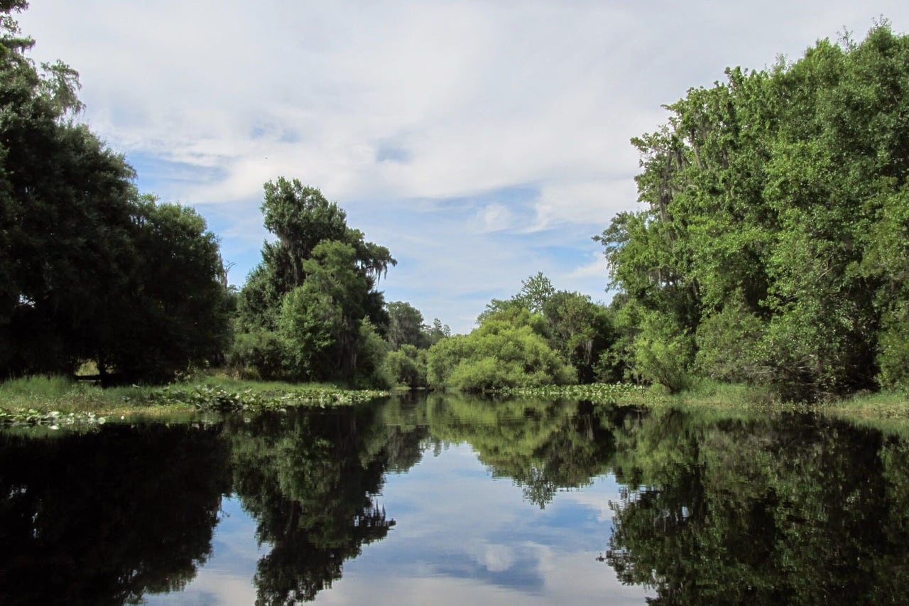 Riacho largo e parado refletindo árvores verdes e nuvens, com plantas aquáticas nas margens