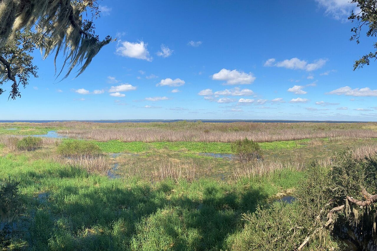 Brejo verde e o Lago Jesup ao fundo sob céu azul com nuvens
